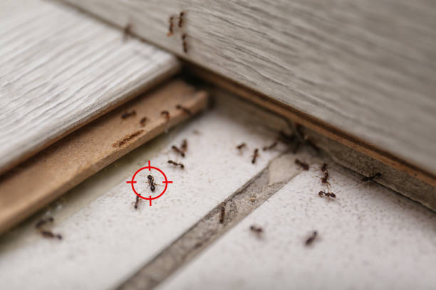 Reliable Corrigan, TX Pest Control Solutions