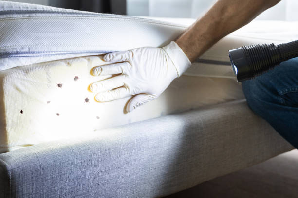 Best Wasp Removal Services  in Corrigan, TX
